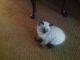 Himalayan Cats for sale in Orlando, FL, USA. price: NA
