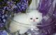 Himalayan Cats for sale in Baywood-Los Osos, CA 93402, USA. price: NA