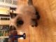 Himalayan Cats for sale in Sorrento, FL 32776, USA. price: NA