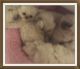 Himalayan Cats for sale in Glen Ellyn, IL, USA. price: NA