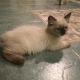 Himalayan Cats for sale in Houston, TX, USA. price: NA