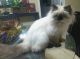 Himalayan Cats for sale in Homestead, FL, USA. price: $600