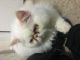 Himalayan Cats for sale in Temple Hills, MD, USA. price: NA
