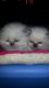 Himalayan Cats for sale in Bloomingdale, MI 49026, USA. price: NA