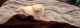 Himalayan Cats for sale in Mechanicsville, VA, USA. price: $800