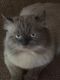 Himalayan Cats for sale in Milan, TN 38358, USA. price: $450