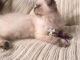 Himalayan Cats for sale in Osceola County, FL, USA. price: $750