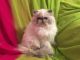 Himalayan Cats for sale in Chicago, IL, USA. price: $700