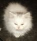 Himalayan Cats for sale in McClure, PA, USA. price: NA