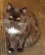Himalayan Cats for sale in McClure, PA, USA. price: NA
