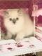 Himalayan Cats for sale in Hutto, TX 78634, USA. price: NA
