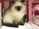 Himalayan Cats for sale in Hutto, TX 78634, USA. price: $850