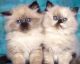 Himalayan Cats for sale in Colorado Springs, CO, USA. price: NA