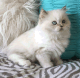 Himalayan Cats for sale in Jacksonville, FL, USA. price: $1,500