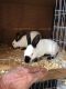 Himalayan Rabbits for sale in Lakewood, CA, USA. price: $50