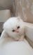 Himalayan Cats for sale in Jacksonville, FL, USA. price: NA