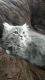 Himalayan Cats for sale in Merrill, WI 54452, USA. price: NA