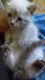 Himalayan Cats for sale in Pittsburgh, PA, USA. price: NA