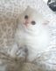 Himalayan Cats for sale in New York, NY, USA. price: NA