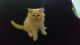 Himalayan Cats for sale in Four Corners, FL, USA. price: $425