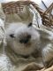 Himalayan Cats for sale in Woodstock, IL 60098, USA. price: NA