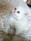 Himalayan Cats for sale in Charleston, SC, USA. price: NA