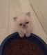 Himalayan Cats for sale in Wheaton, IL 60187, USA. price: NA