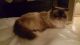Himalayan Cats for sale in Greenwood, LA, USA. price: NA