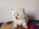 Himalayan Cats for sale in Brooklyn, NY, USA. price: NA