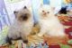 Himalayan Cats for sale in Indianapolis Blvd, Hammond, IN, USA. price: NA
