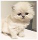 Himalayan Cats for sale in Wheaton, IL 60187, USA. price: NA