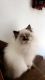 Himalayan Cats for sale in Lancaster, NY, USA. price: NA
