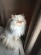 Himalayan Cats for sale in Chicago, IL, USA. price: NA