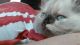 Himalayan Cats for sale in Allendale, MI 49401, USA. price: $425
