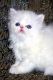 Himalayan Cats for sale in Brooklyn, NY 11214, USA. price: NA