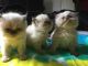 Himalayan Cats for sale in Norwalk, OH, USA. price: $800