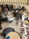 Himalayan Cats for sale in Germantown, MD, USA. price: $1,200