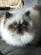 Himalayan Cats for sale in Des Moines, IA, USA. price: NA