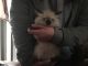Himalayan Cats for sale in Long Beach, CA, USA. price: $650