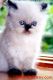 Himalayan Cats for sale in Brooklyn, NY 11214, USA. price: $800