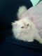Himalayan Cats for sale in Vacaville, CA, USA. price: $500