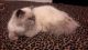 Himalayan Cats for sale in Lynbrook, NY 11563, USA. price: $600