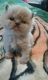 Himalayan Cats for sale in Worcester, MA, USA. price: NA