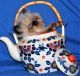 Himalayan Cats for sale in Lincoln University, PA 19352, USA. price: NA