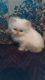 Himalayan Cats for sale in Como, TX 75431, USA. price: $650