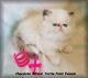 Himalayan Cats for sale in Brookville, PA 15825, USA. price: NA