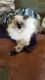 Himalayan Cats for sale in Flushing, MI 48433, USA. price: $200