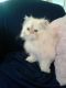 Himalayan Cats for sale in Vacaville, CA, USA. price: $1,200