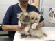 Himalayan Cats for sale in Germantown, MD, USA. price: NA