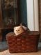 Himalayan Cats for sale in Williamsport, PA, USA. price: NA